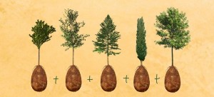 sacred-memory-forest-biodegradable-burial-pod-capsula-mundi-thumb640-640x290