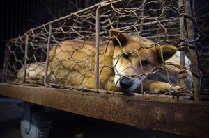 © : Tous droits réservés par Igualdad Animal | Animal Equality