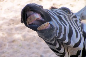 -drole-de-zebre