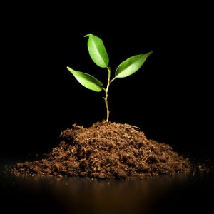 JeuneArbre_Andrey_Armyagov_shutterstock.com