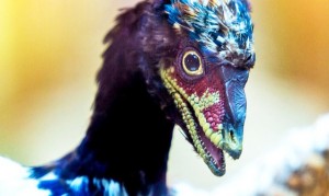 archaeopteryx_thumb