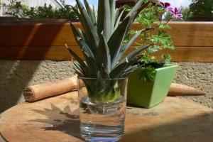 Ananas-20juillet-1