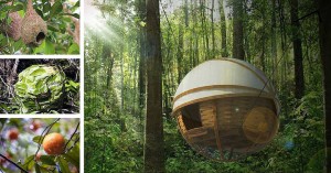 bambou sphere 1