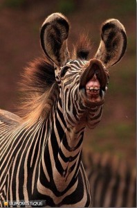 le+bisous+du+zebre