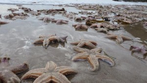des-centaines-detoiles-de-mer-echouees