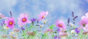 wild-flowers-flowers-plant-macro-nature
