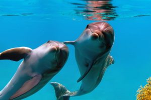 dauphins