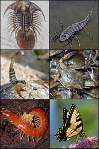 320px-arthropoda