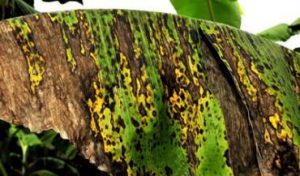 cercosporiose-banane