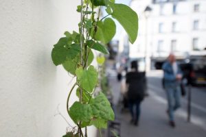 permis-vegetaliser-paris-6