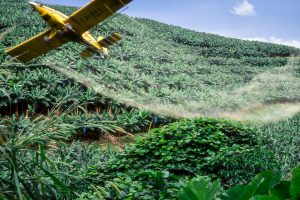 La culture de la banane par la PHP (Plantations du Haut-Penja) au Cameroun. Epandage de foncigicides par avion.