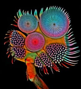 31928-siwanowicz-acilius-diving-beetle-front-tarsus-496x550