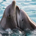 calin-dauphins-28460211