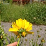 fleur-jaune-2tete1