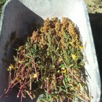 photo quinoa jardin pierrot