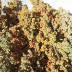photo quinoa jardin pierrot 2.1