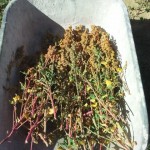 photo quinoa jardin pierrot 2