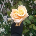rose2tete